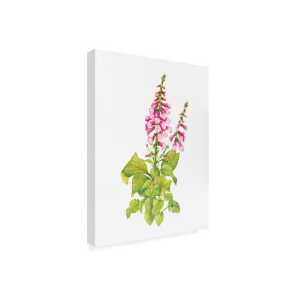 Deborah Kopka 'Candy Mountain Foxglove' Canvas Art,35x47